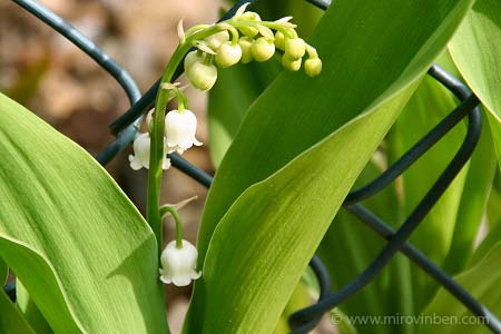 Muguet - 18/04/2007 - (c) mirovinben