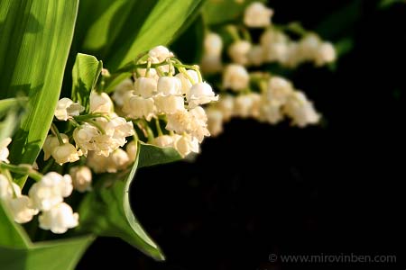 Muguet - 01/05/2007 - (c) mirovinben