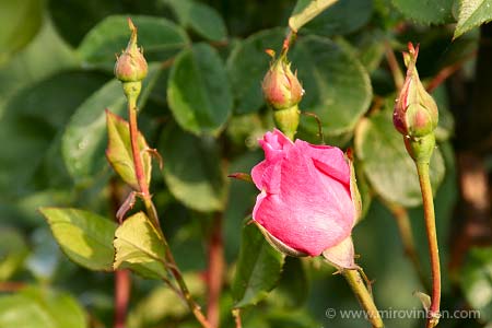 Rose - 06/05/2007 - (c) mirovinben