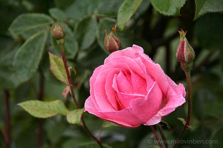Rose - 08/05/2007 - (c) mirovinben
