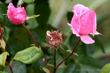 Roses - 17/05/2007 - (c) mirovinben