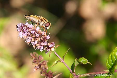 Insecte sur fleur de menthe - 01/08/2007 - (c) mirovinben
