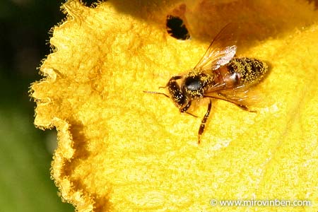 Abeille sur fleur de potiron - 19/08/2007 - (c) mirovinben