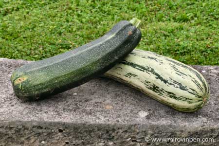 Courgettes - 07/08/2007 - (c) mirovinben