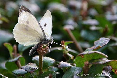 Papillon - 05/10/2007 - (c) mirovinben