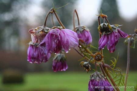 Cosmos en berne- 14/11/2007 - (c) mirovinben