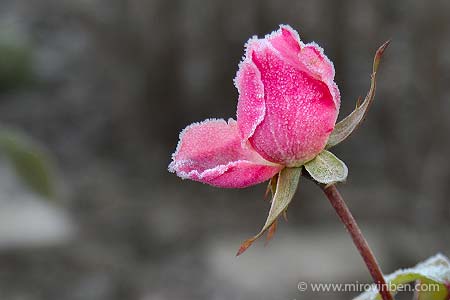 Rose givrée - 27/11/2007 - (c) mirovinben