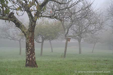 Cerisier dans la brume - 12/11/2005 - (c) mirovinben