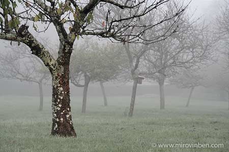Cerisier dans la brume - 12/11/2005 - (c) mirovinben