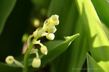 Muguet - 01/05/2008 - (c) mirovinben