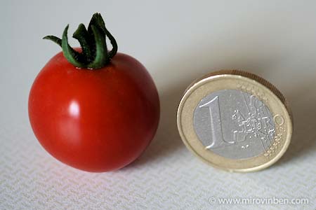 Tomate - 16/07/2008 - (c) mirovinben