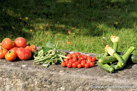 Dernière récolte de légumes - 02/09/2008 - (c) mirovinben