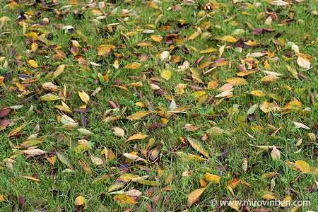Feuilles mortes - 14/09/2008 - (c) mirovinben
