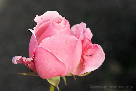 Dernière rose de l'année - 12/11/2008 - (c) mirovinben