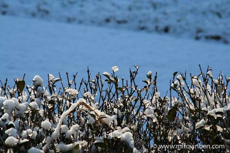 12/02/2009 - (c) mirovinben