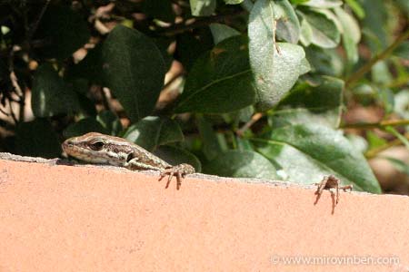 Lézard - 27/07/2009 - (c) mirovinben