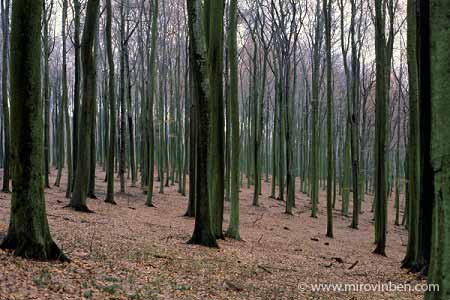 Sous-bois - mars 1981 - (c) mirovinben