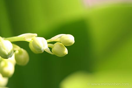 Muguet - 02/05/2008 - (c) mirovinben