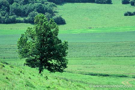 Arbre solitaire - août 1981 - (c) mirovinben