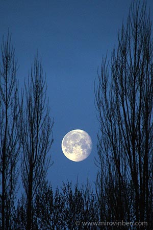 Lune entre peupliers - 01/04/2010 - (c) mirovinben