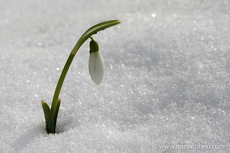 Perce-neige - 12/02/2010 - (c) mirovinben