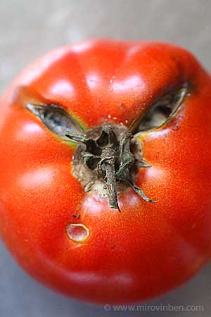 dernière tomate - septembre 2010 - (c) mirovinben