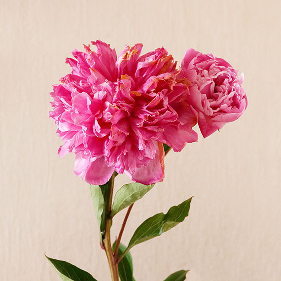 240523n3973-b.jpg