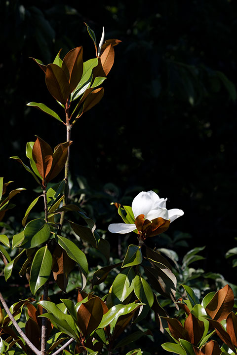 250620n5304-b.jpg