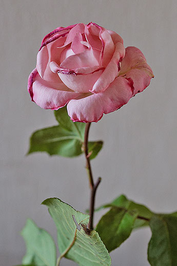 260530m7607-b.jpg
