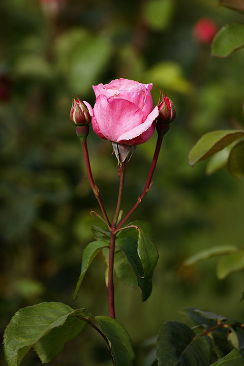 260611n6889-b.jpg