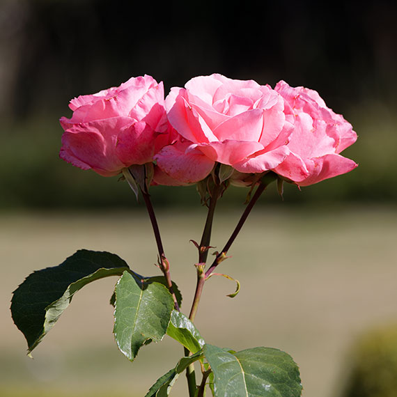 260613n6898-b.jpg